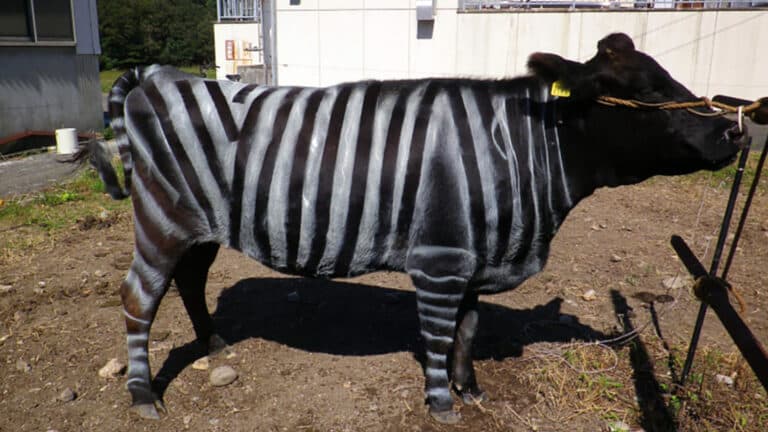 Ig Nobel Prize goes to Japanese researchers for painting stripes on cows