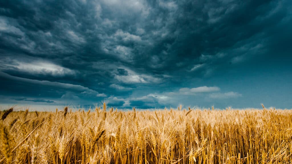 Уборка урожая в Казахстане отстает на 10 дней из-за плохой погоды