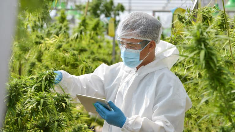 Industrial hemp: 218 varieties you can cultivate in Central Asia