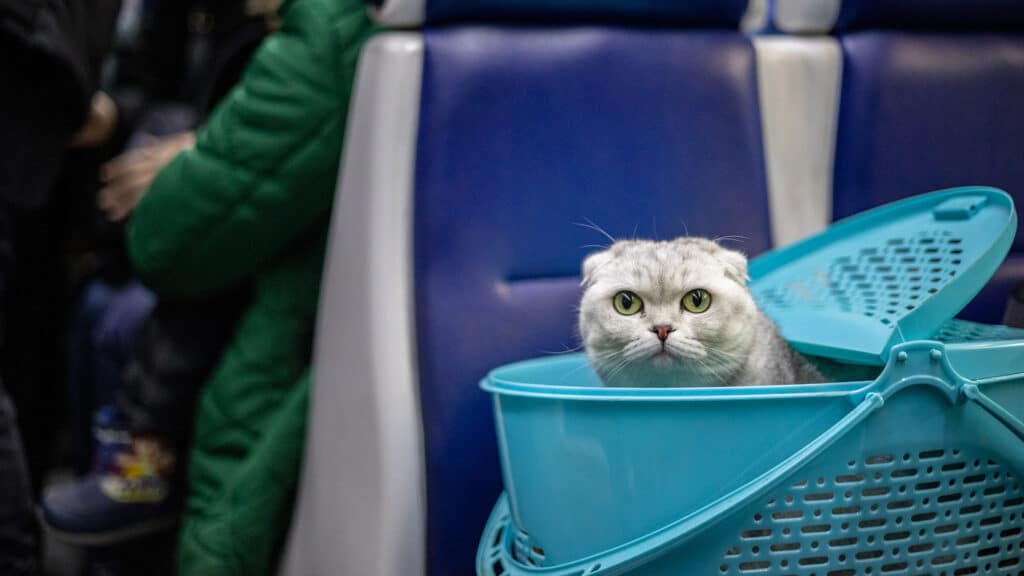 Фото: shutterstock, бильд-редактор: Дастан Шанай