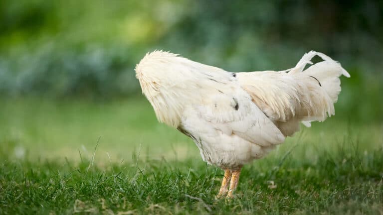 Remembering Mike: The chicken who lived without a head