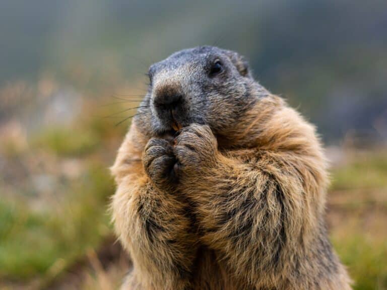 Mongolian man dies of plague after eating marmot