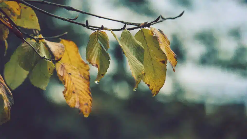 Синоптиктердің болжамынша, алдағы үш тәуліктегі ауа райы жауын-шашынды/ Pexels/Tom Swinnen, бильд-редактор: Аружан Махсотова
