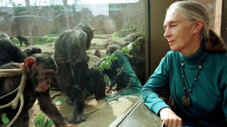 More human than we knew: What Jane Goodall and the chimps taught us about ourselves