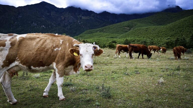 Fence, but no fence: Sweden and Denmark to legalize virtual fencing