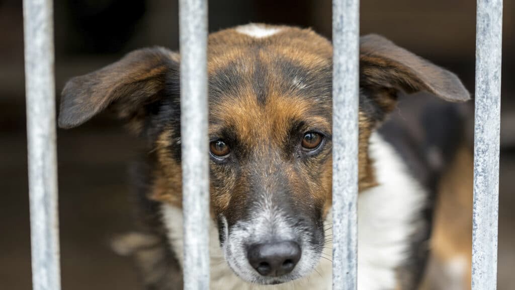 приют для животных