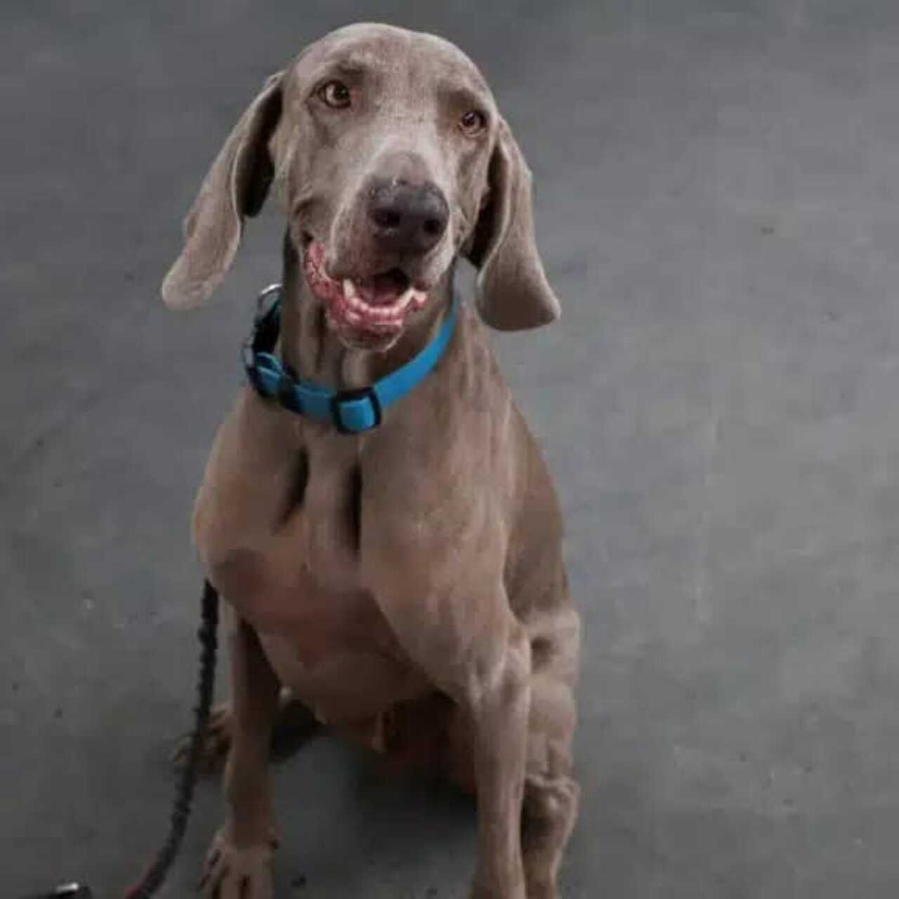 Мас ақымақ сорады Келін мен қайын атаның жасырын камерасы