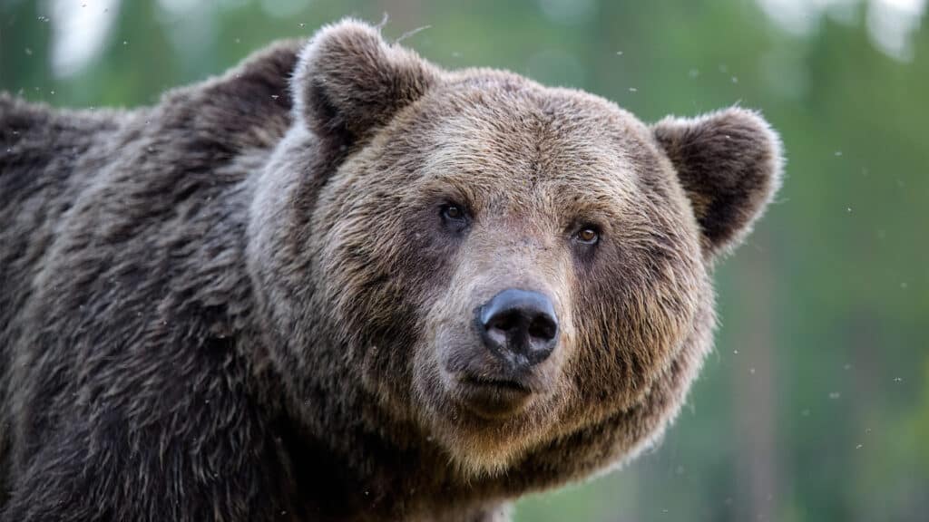 Japan, bear, attack, Gunma