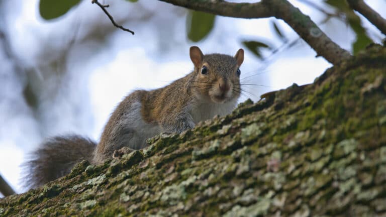 Is the war on rats accidentally killing city squirrels?