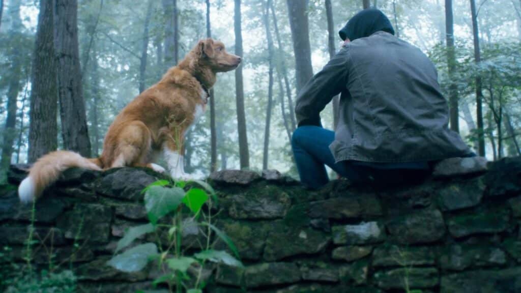 Рецензия на фильм «Глазами пса» (в оригинале Good Boy)