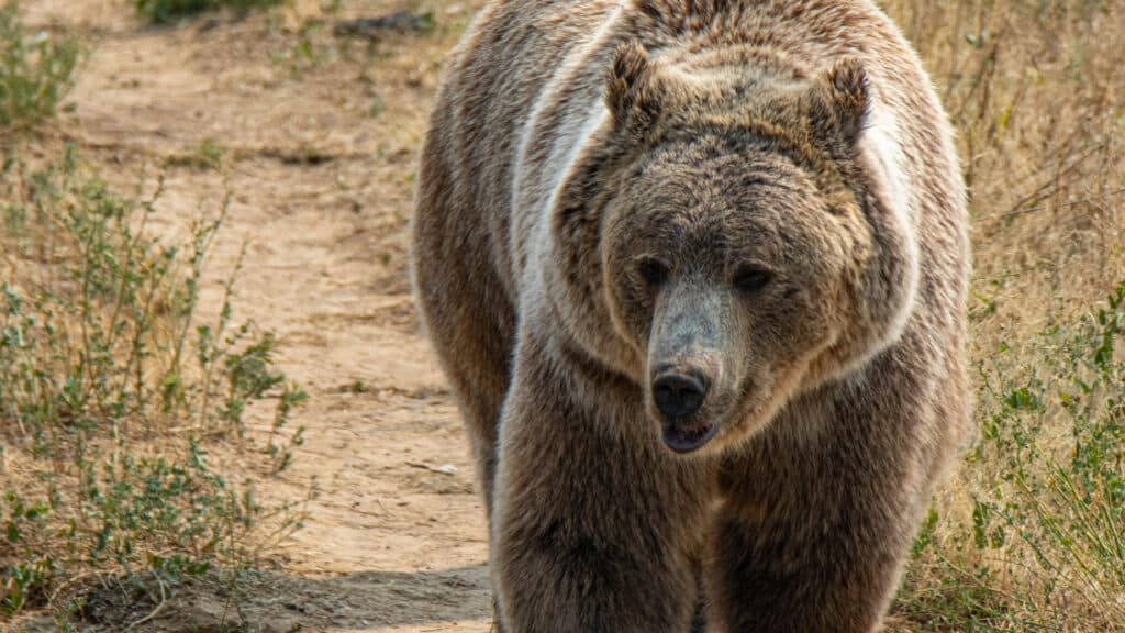 медведи, bears, encounters, Kazakhstan, attack, residential areas