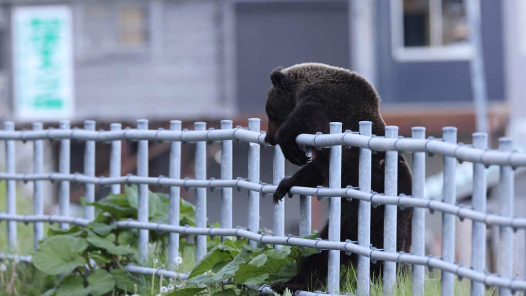 bear, japan, bear attack