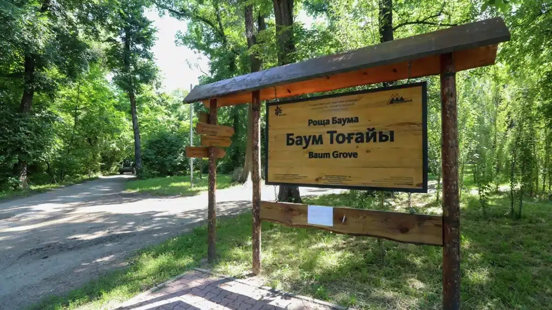 «Аварийные» деревья в роще Баума подозрительно ровно стоят в ряд