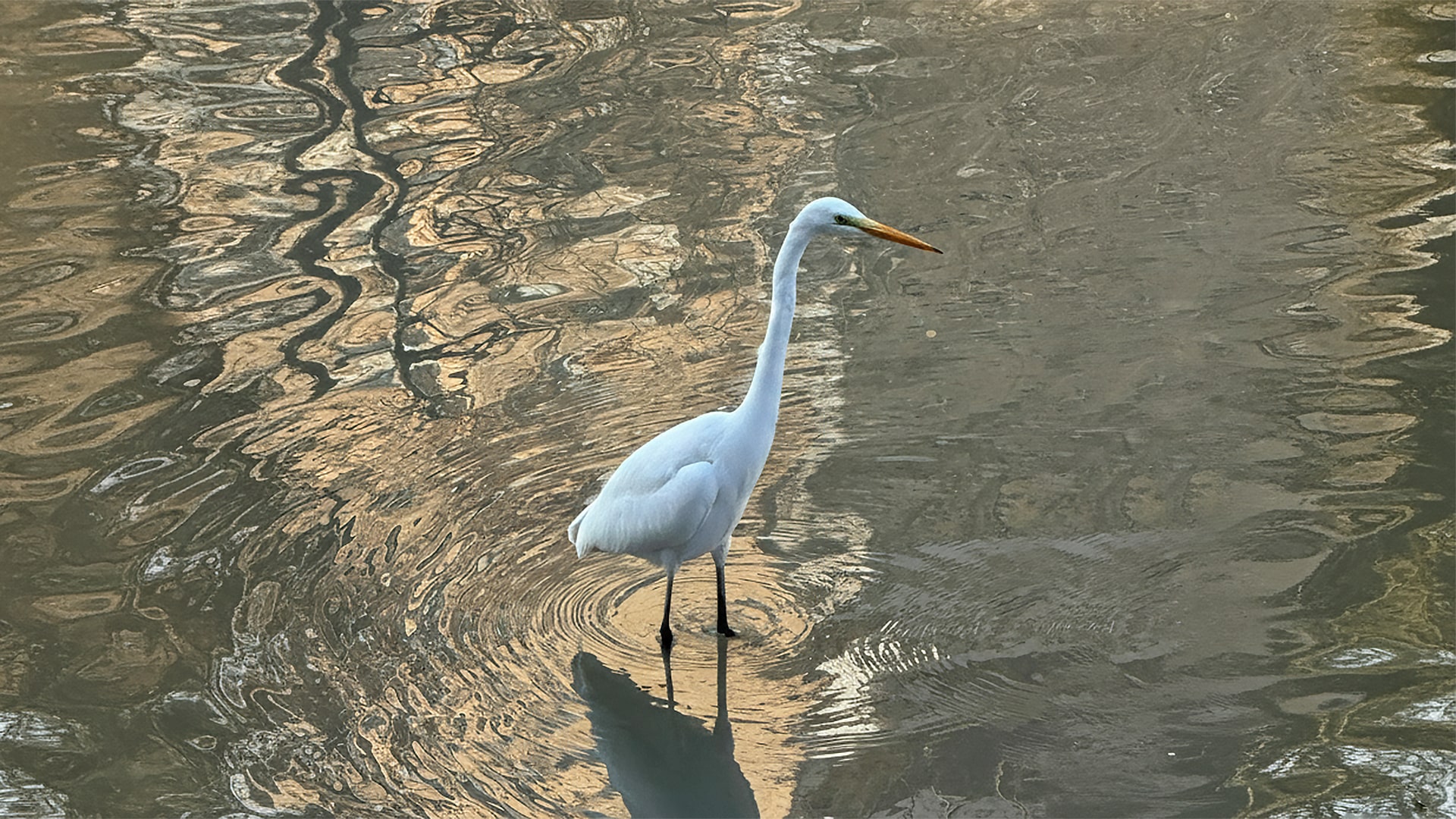 Зимующие пернатые гости снова облюбовали реку Есентай в Алматы