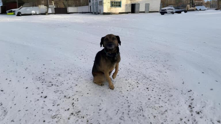 Kazakhstan’s ‘Hachiko’: Loyal dog who waited for his owner’s return from prison