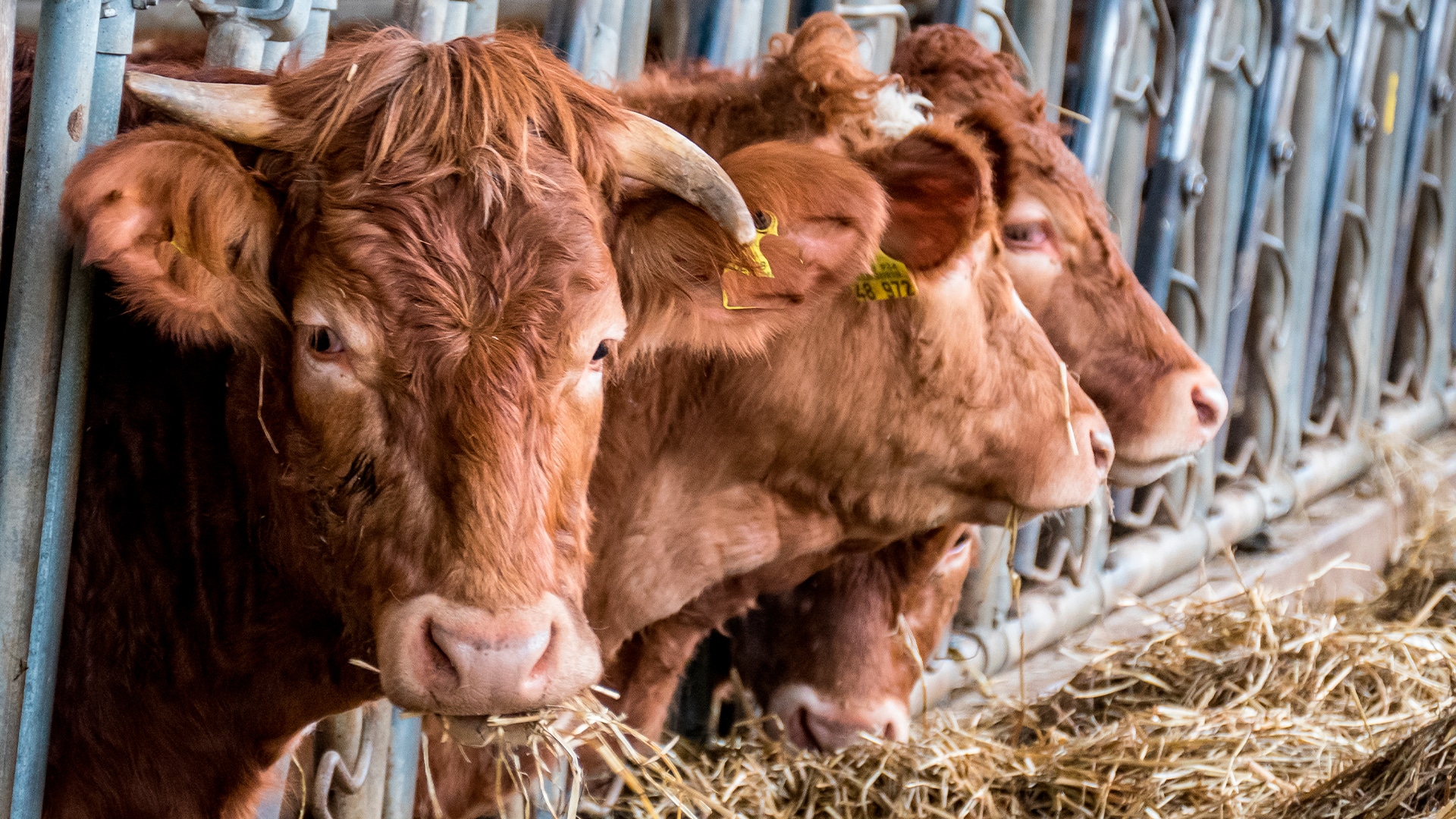 Экспорт бычков снова ограничили в Казахстане