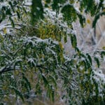 снег Алматы