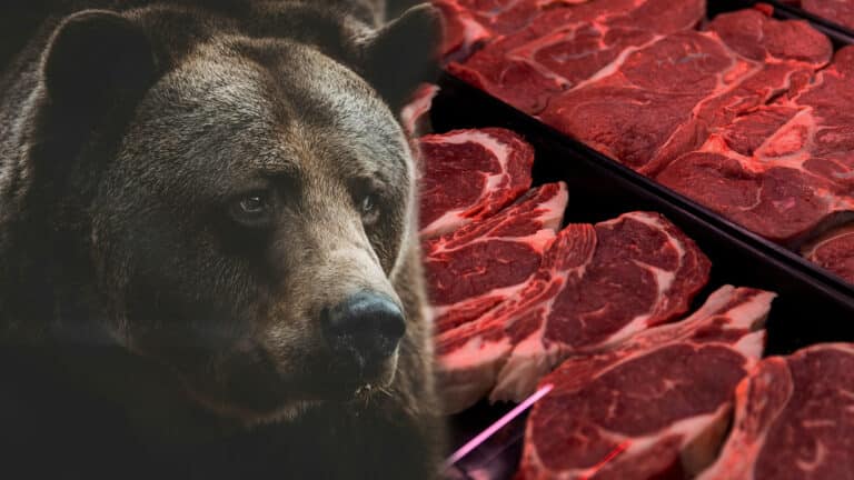 Japanese village promotes bear meat amid rising bear attacks