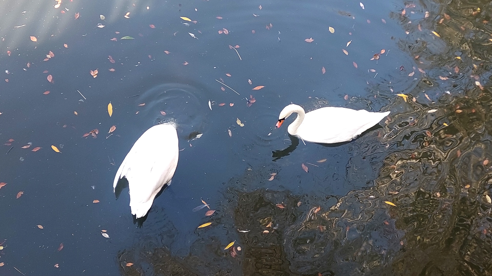 Алматинский зоопарк празднует 88 лет в атмосфере зимнего покоя