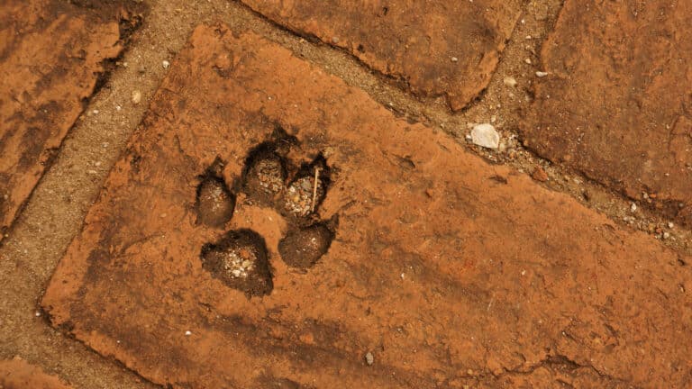 Scientists break down the past of modern dog breeds