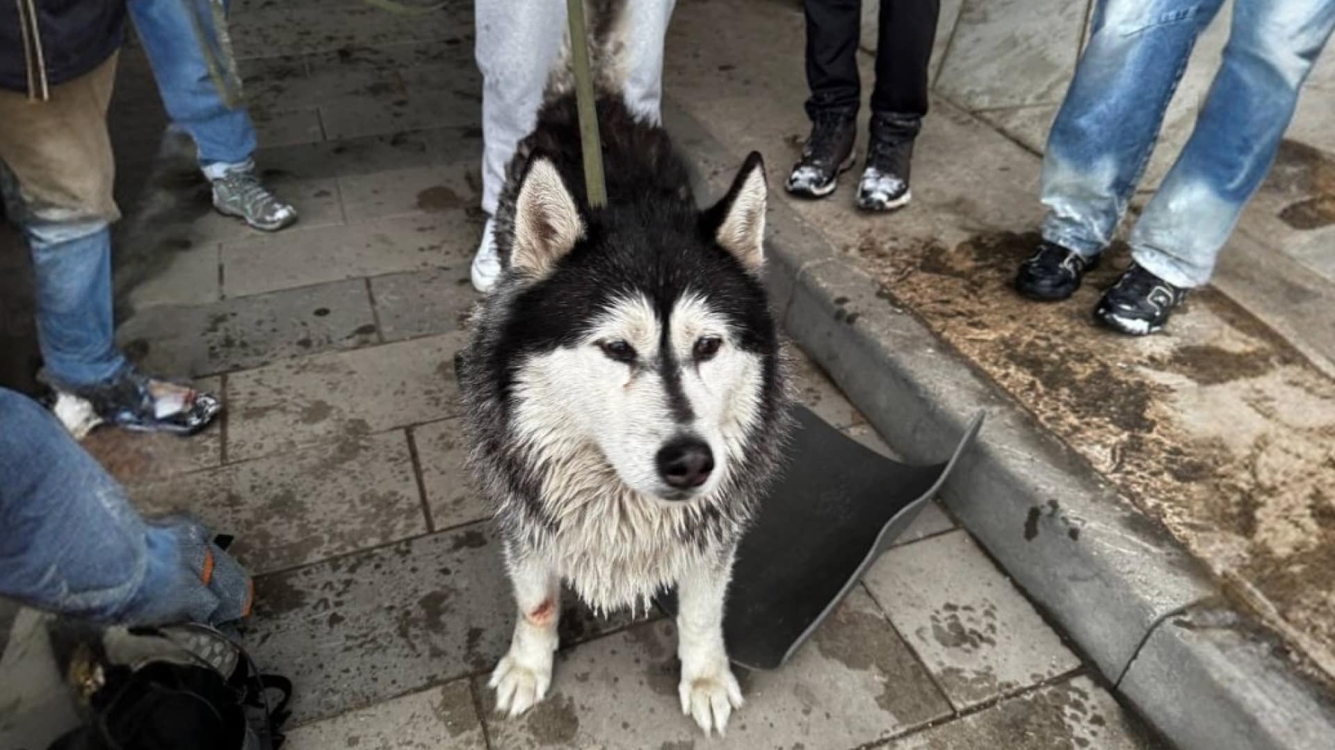 Алматинцы развернули операцию по спасению собаки в Threads