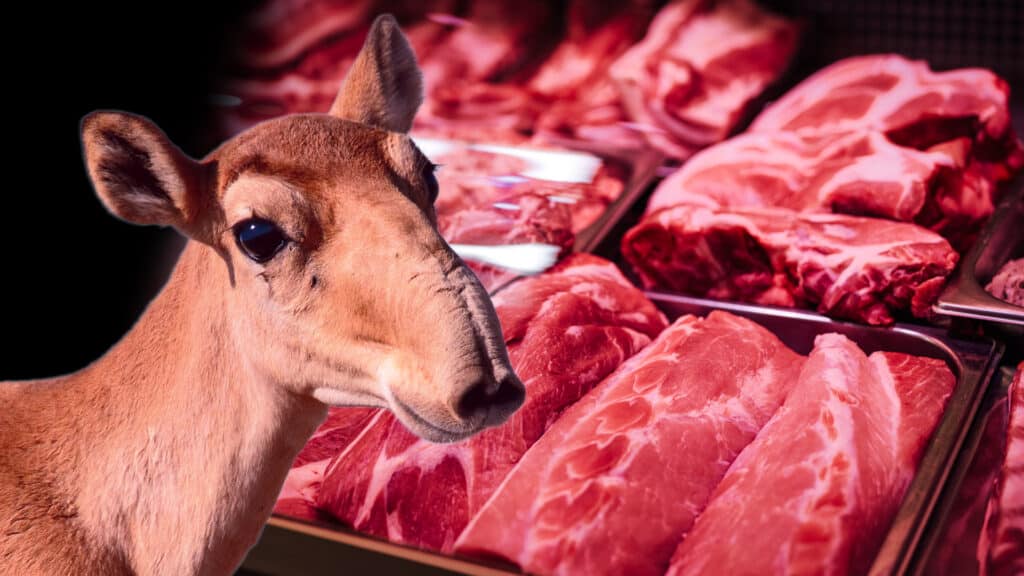 saiga, meat