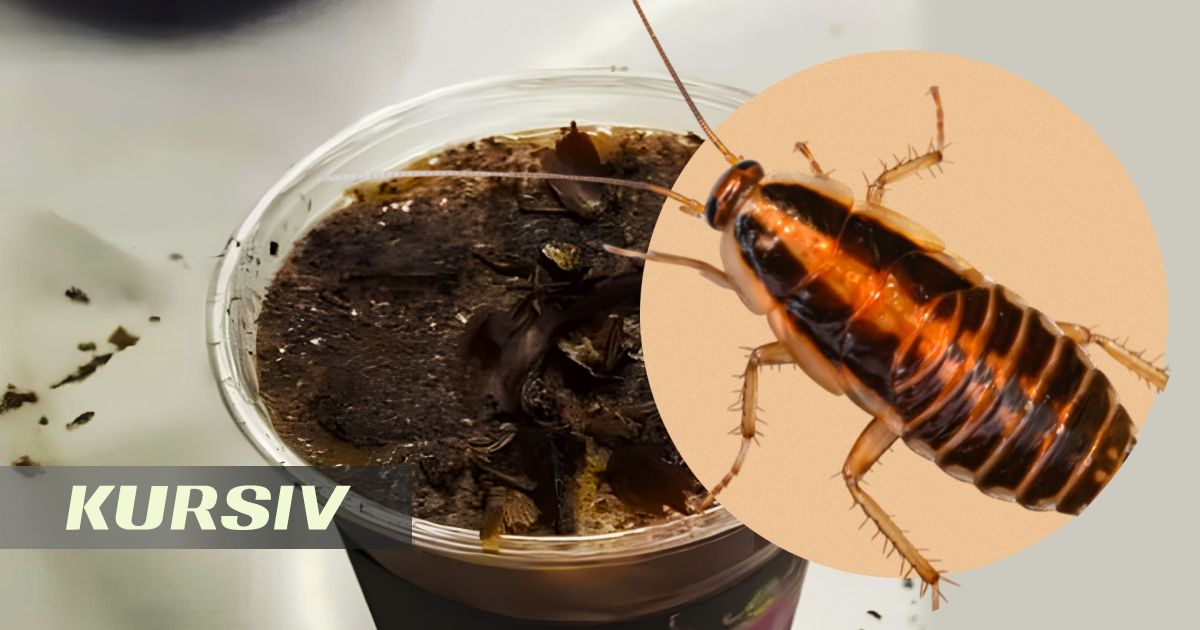 Кофе с тараканами предлагают посетителям в одном из музеев Пекина