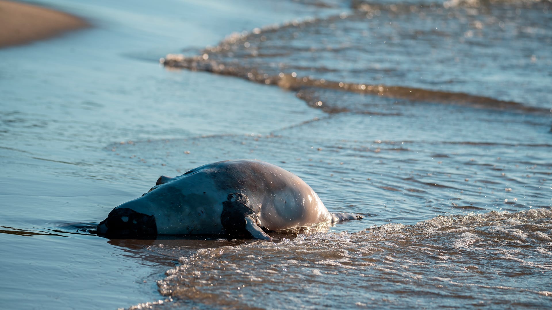 Берег Каспия усыпан мертвыми тюленями