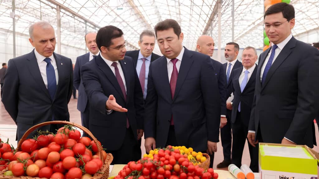 Первый урожай томатов собрали в турецкой теплице в Шымкенте стоимостью $650 млн