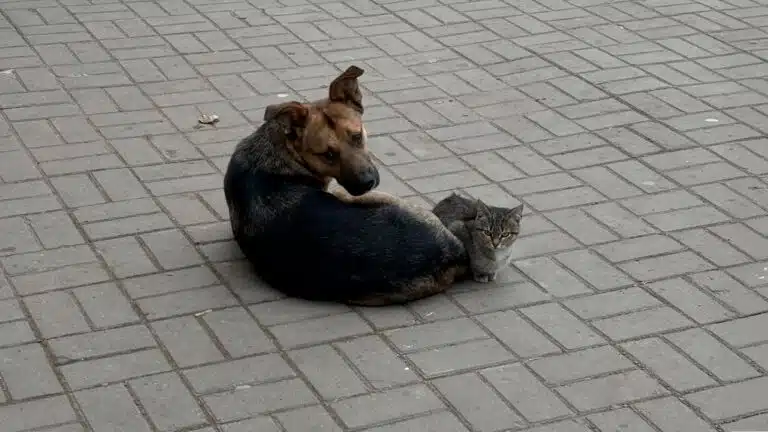 The internet is obsessed with this cat and dog friendship