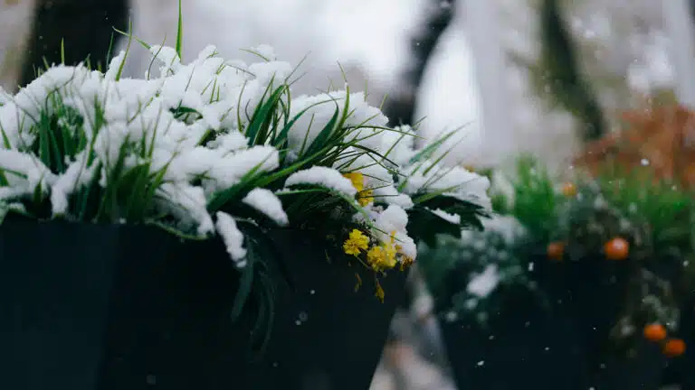 Первый снег в Алматы: город накрыло зимней тишиной