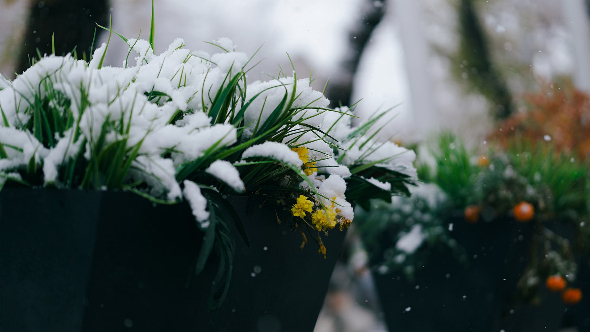 снег Алматы