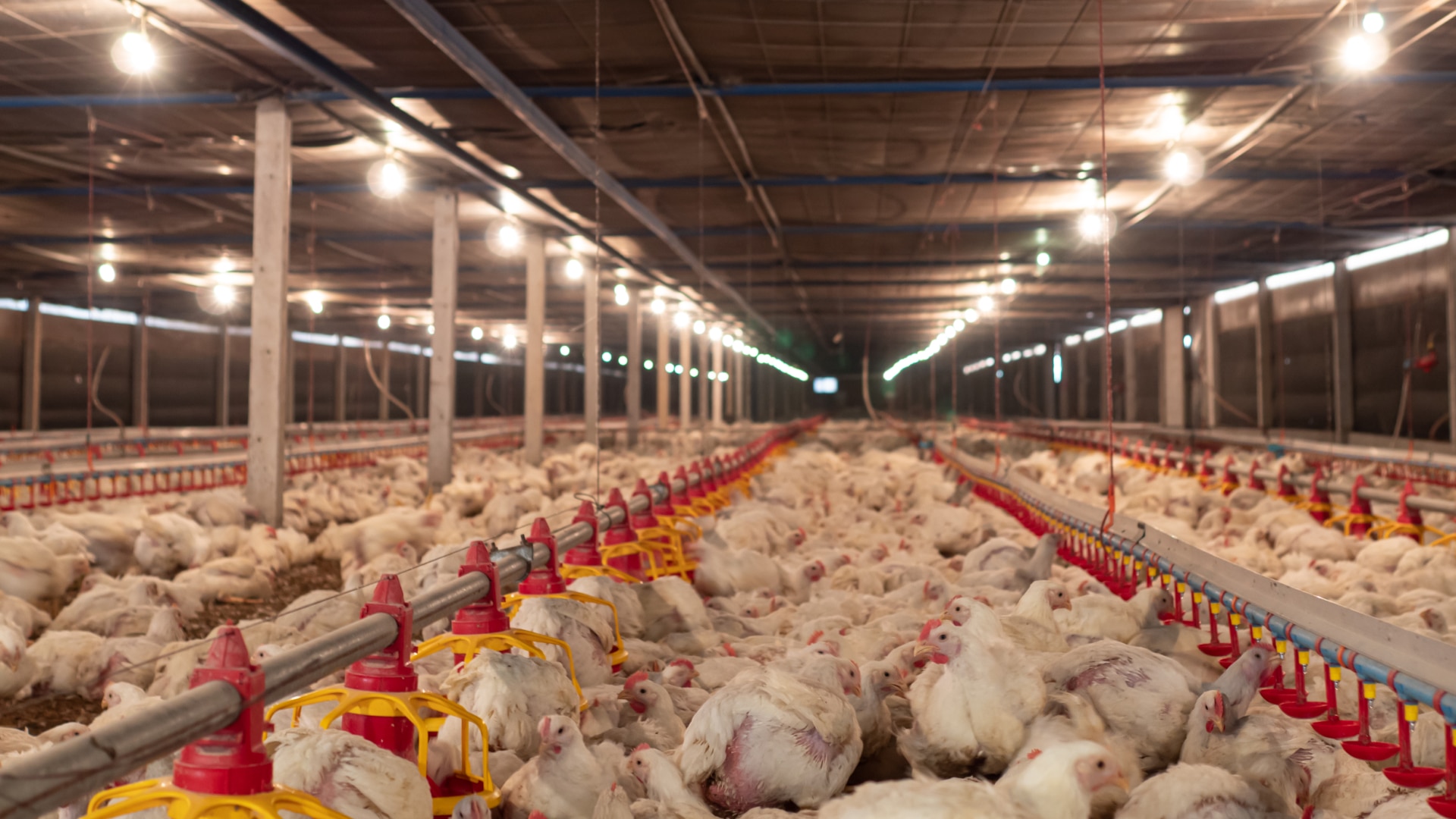 Новую фабрику за 19,8 млрд тенге запустила «Алель Агро»