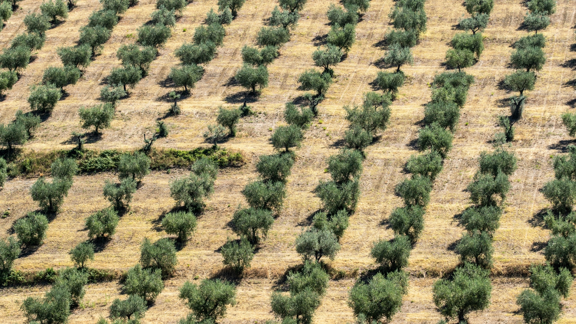 Миллион оливковых деревьев хотят посадить в Мангистау
