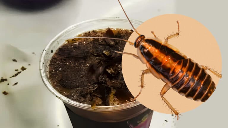 Healthy or horrifying? Chinese museum introduces cockroach coffee