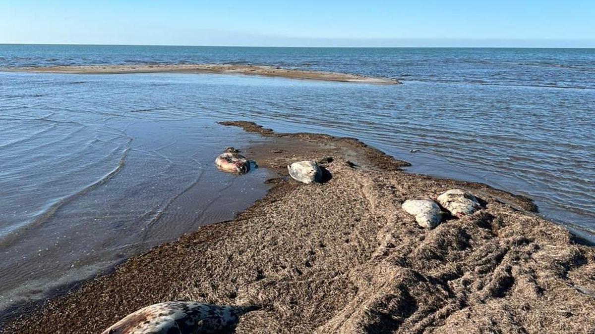 Туши тюленей нашли на берегу острова в Каспийском море