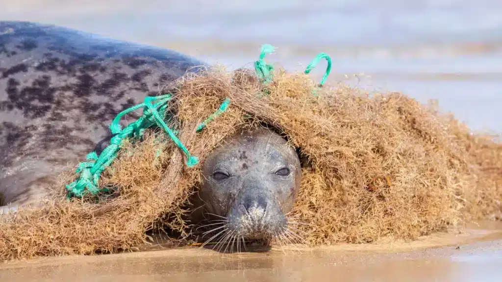 Маңғыстауда Каспий жағалауынан табылған итбалықтар ауға оралып қалған /фото: shutterstock