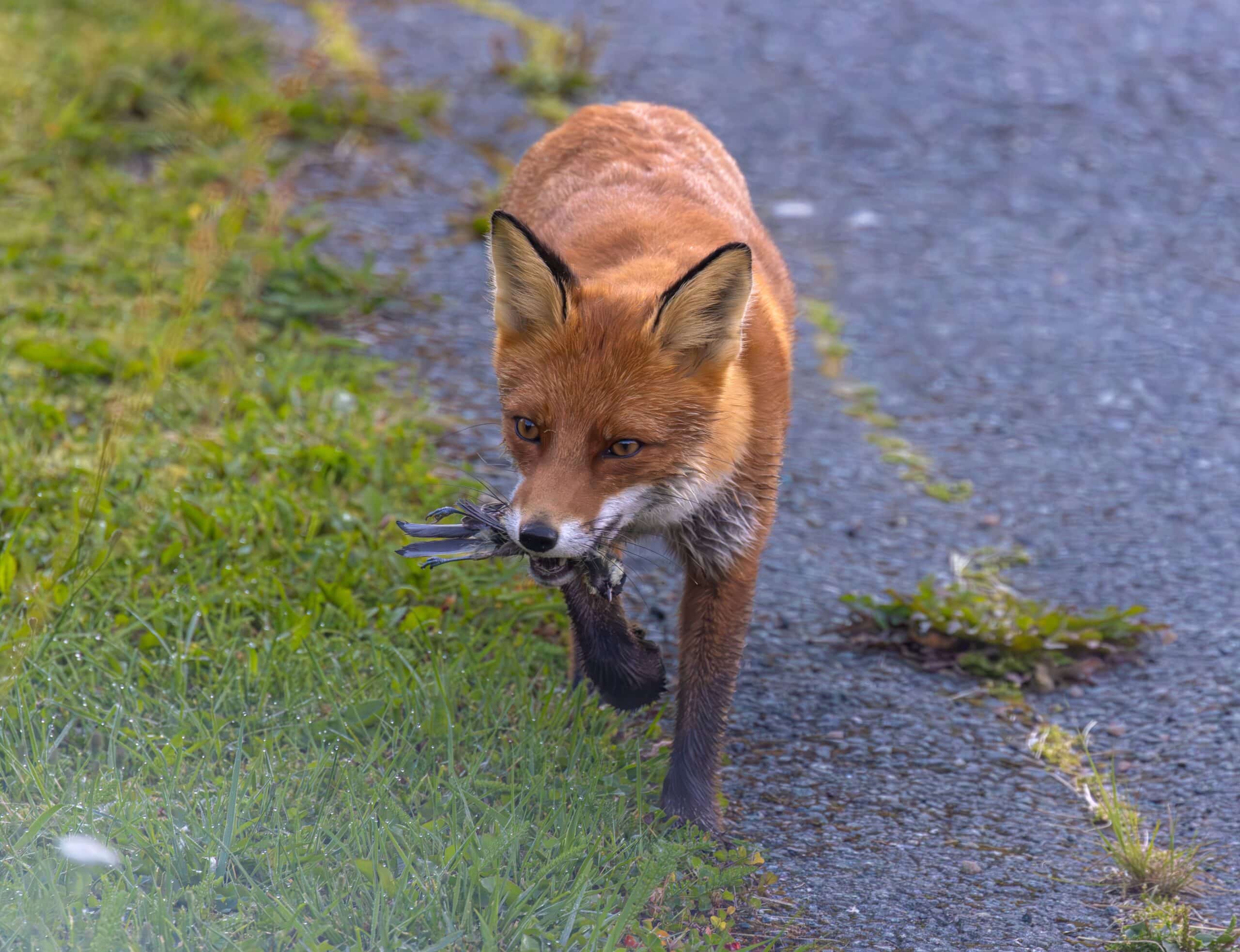Лисы нападают на жителей города в Костанайской области