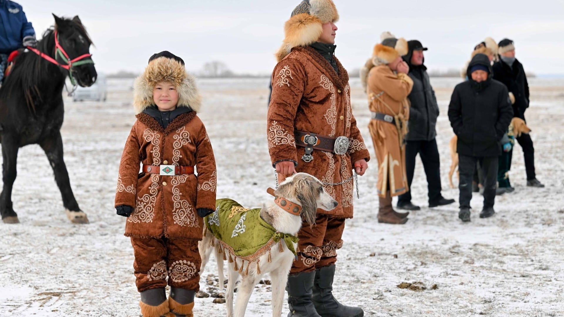 құмай тазы жарысы ит