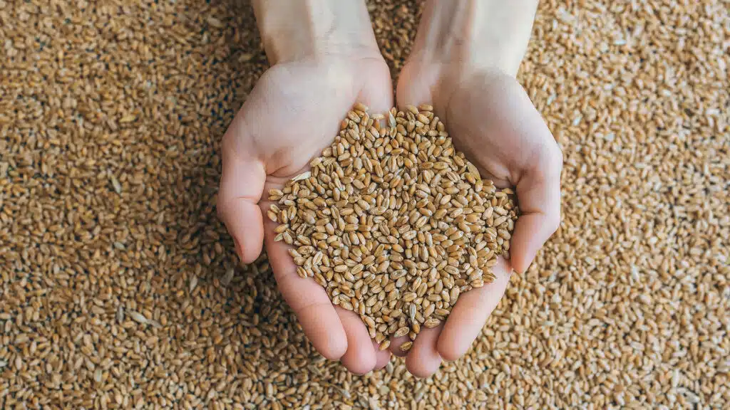 экспорт зерна