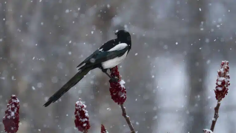 Казнет в восторге от фотографий зимних птиц в Президентском парке Алматы
