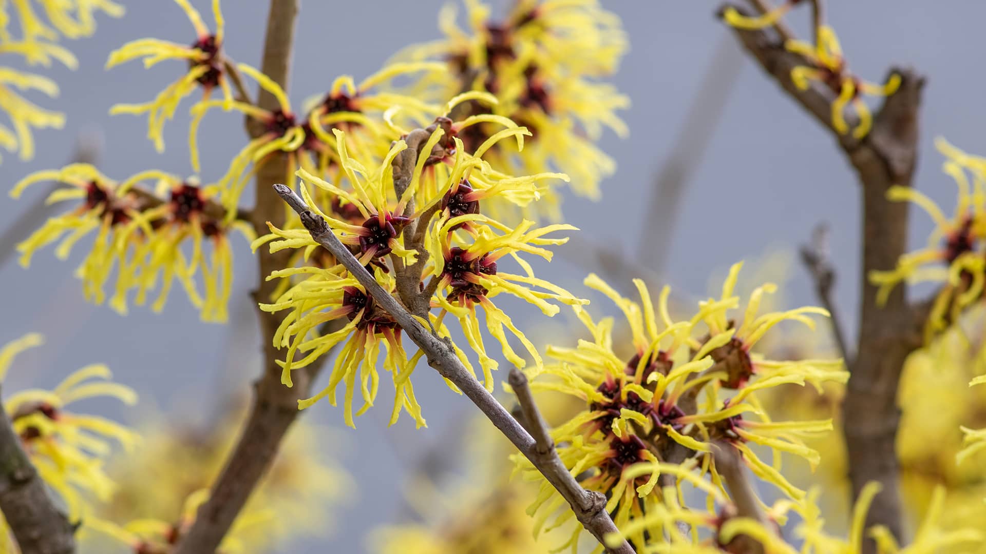 Необычное растение зацвело в первый день зимы в Ботаническом саду Алматы