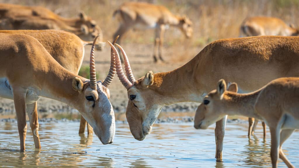 Рост поголовья сайгаков, несмотря на их массовый отстрел, прогнозируют в Казахстане