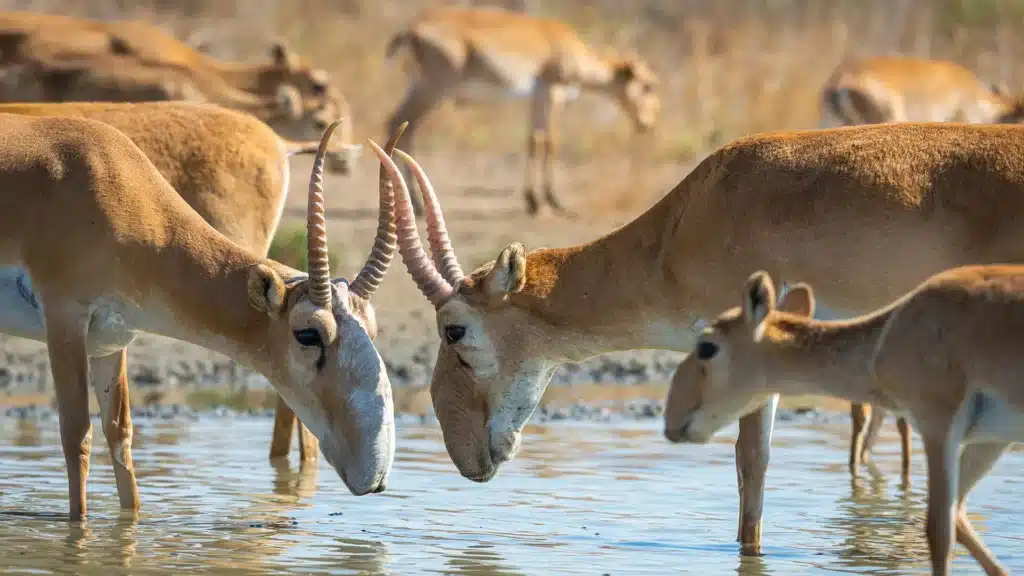 Казахстан теперь может торговать рогами сайгака на международном рынке