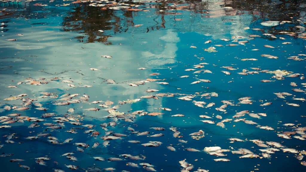 Атарау экология