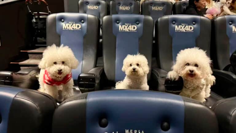 Chinese movie theaters welcome dogs for ‘Zootopia 2’