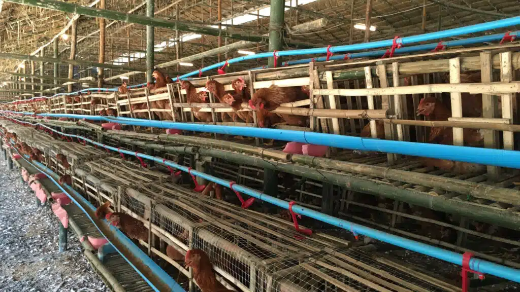 Глава птицеводческой компании на севере Казахстана стал ее крупным акционером/shutterstock, бильд-редактор: Адэлина Мамедова