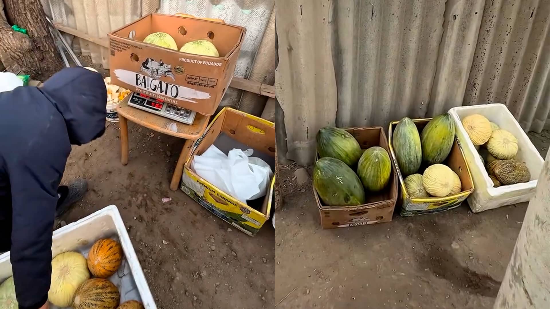 Блогер помог семье садоводов и теперь алматинцы могут бесплатно забрать дыни