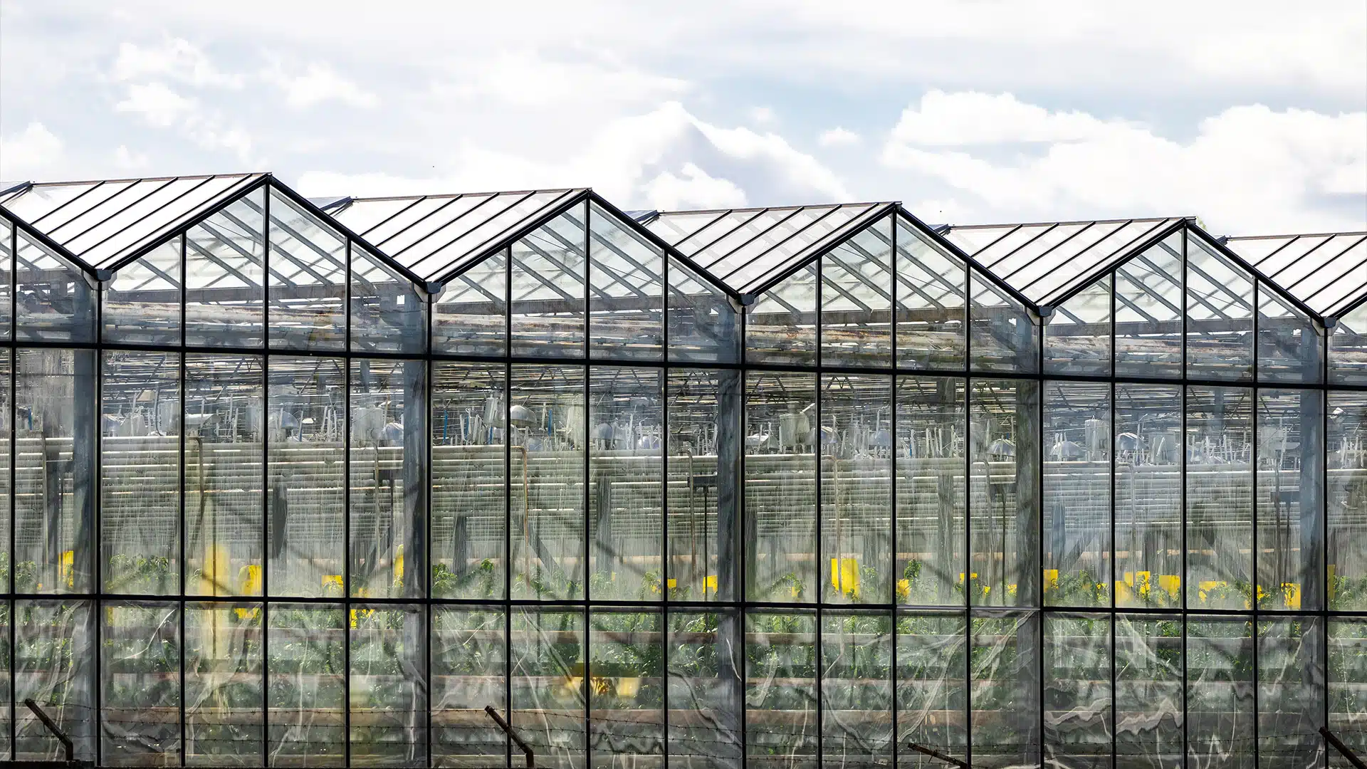 Крупнейшую теплицу в Казахстане запустит турецкий холдинг