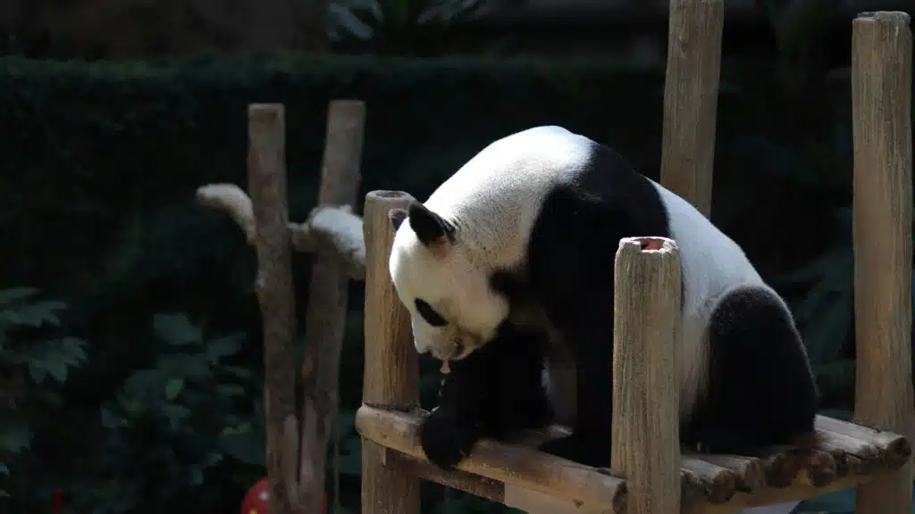 Japan, China, Panda, Pandas, japan, china, pandas